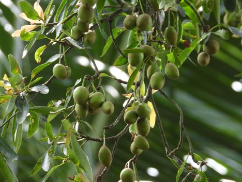 Free Lush Tamanu tree branches with green fruits in Gampaha, Sri Lanka Stock Photo
