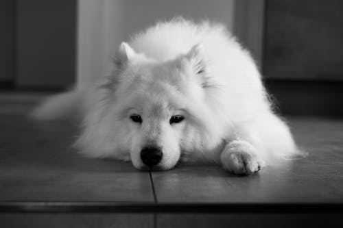 Безкоштовне стокове фото на тему «білий, підлога, собака»