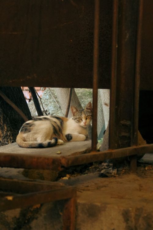 Free A calico cat relaxes beneath a rusty construction in Türkiye, with a serene pose amid the urban setting. Stock Photo