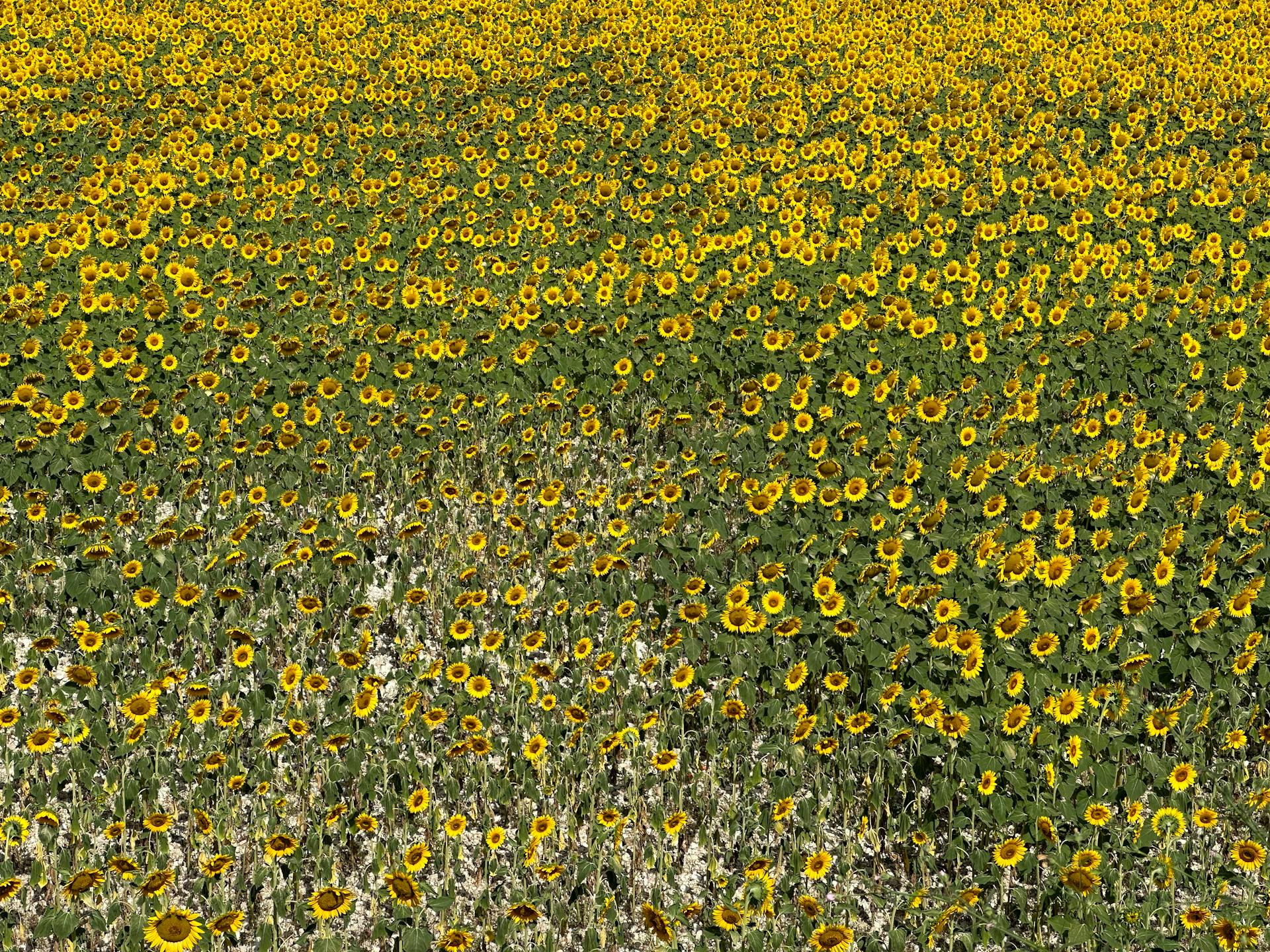 Aerial view of a vast, vibrant sunflower field in Spoleto, Umbria, Italy during summer.