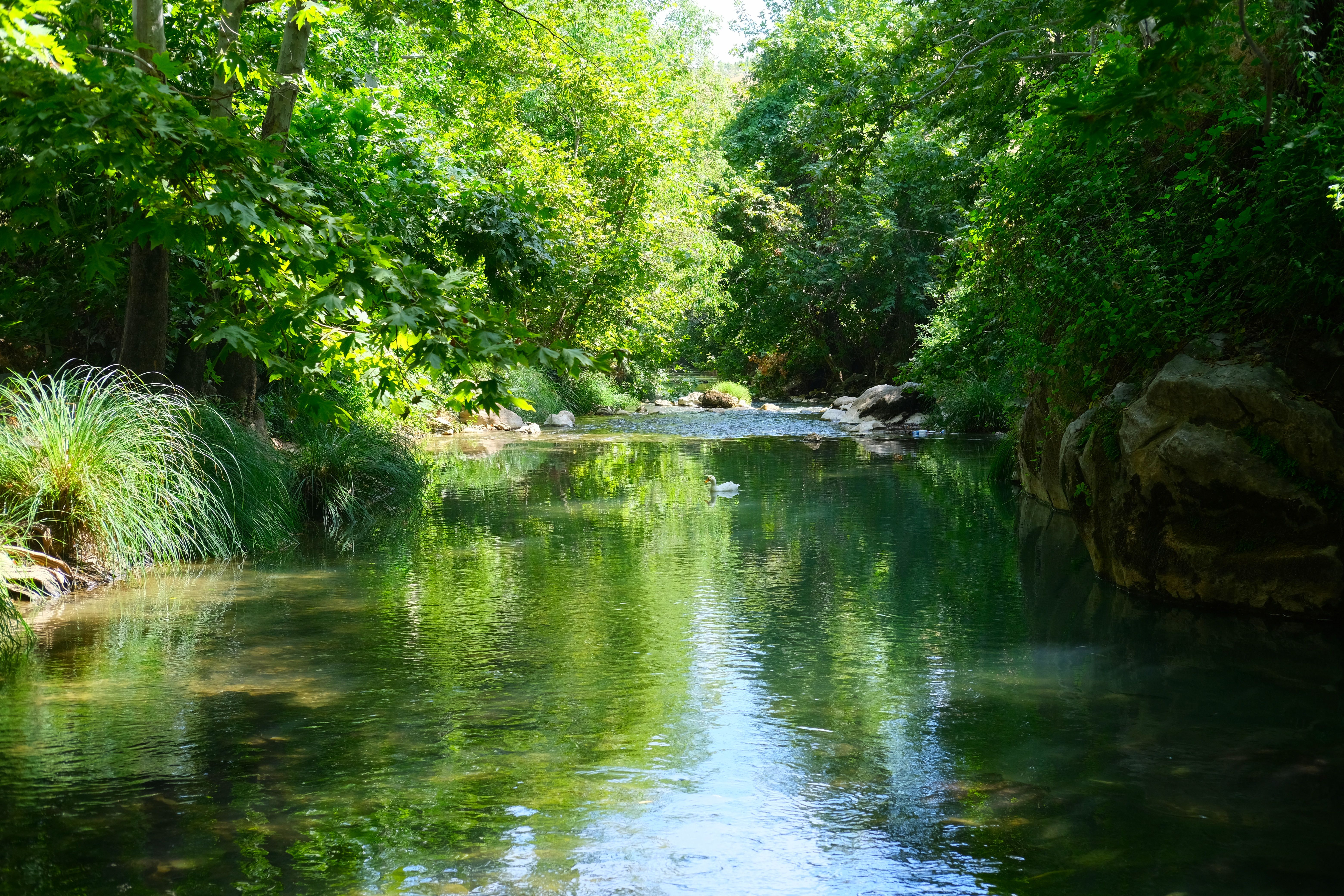 Escena pacífica de río rodeada de vegetación exuberante y bosque iluminado por el sol, un escape natural perfecto.