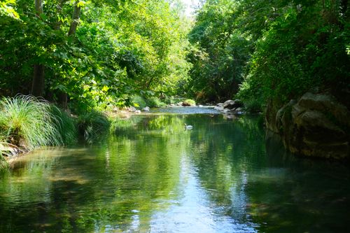 Free Peaceful river scene surrounded by lush greenery and sunlit forest, a perfect nature escape. Stock Photo