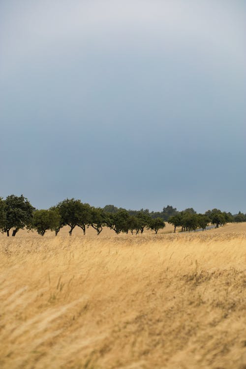 垂直拍攝, 小麥, 景觀 的 免費圖庫相片