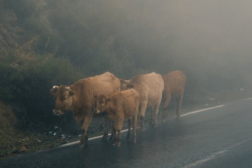 Cattle on Road under Fog