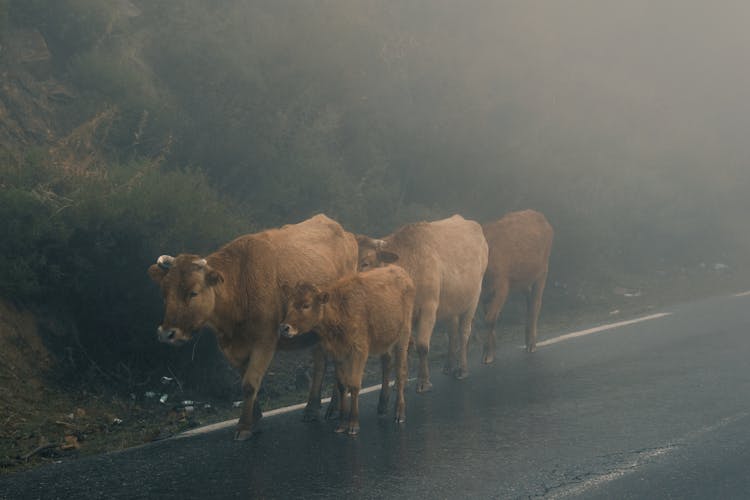 Cattle On Road Under Fog