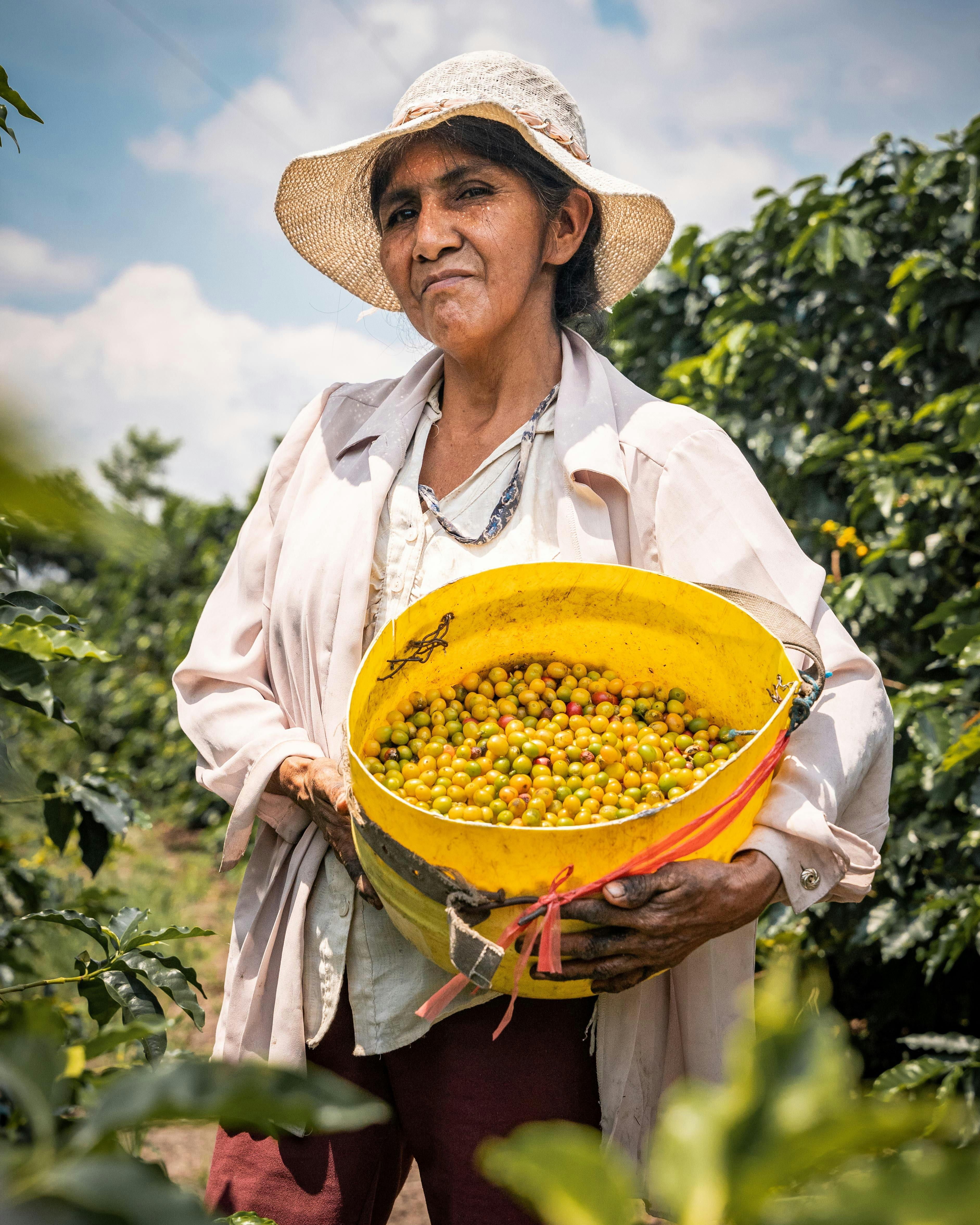 A female coffee farmer in Moyobamba, Peru, holds a basket of ripe coffee beans on a sunny day.