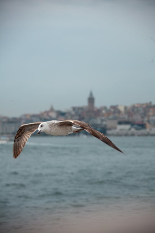 伊斯坦堡, 伊斯坦布爾圖爾基耶, 動物 的 免費圖庫相片