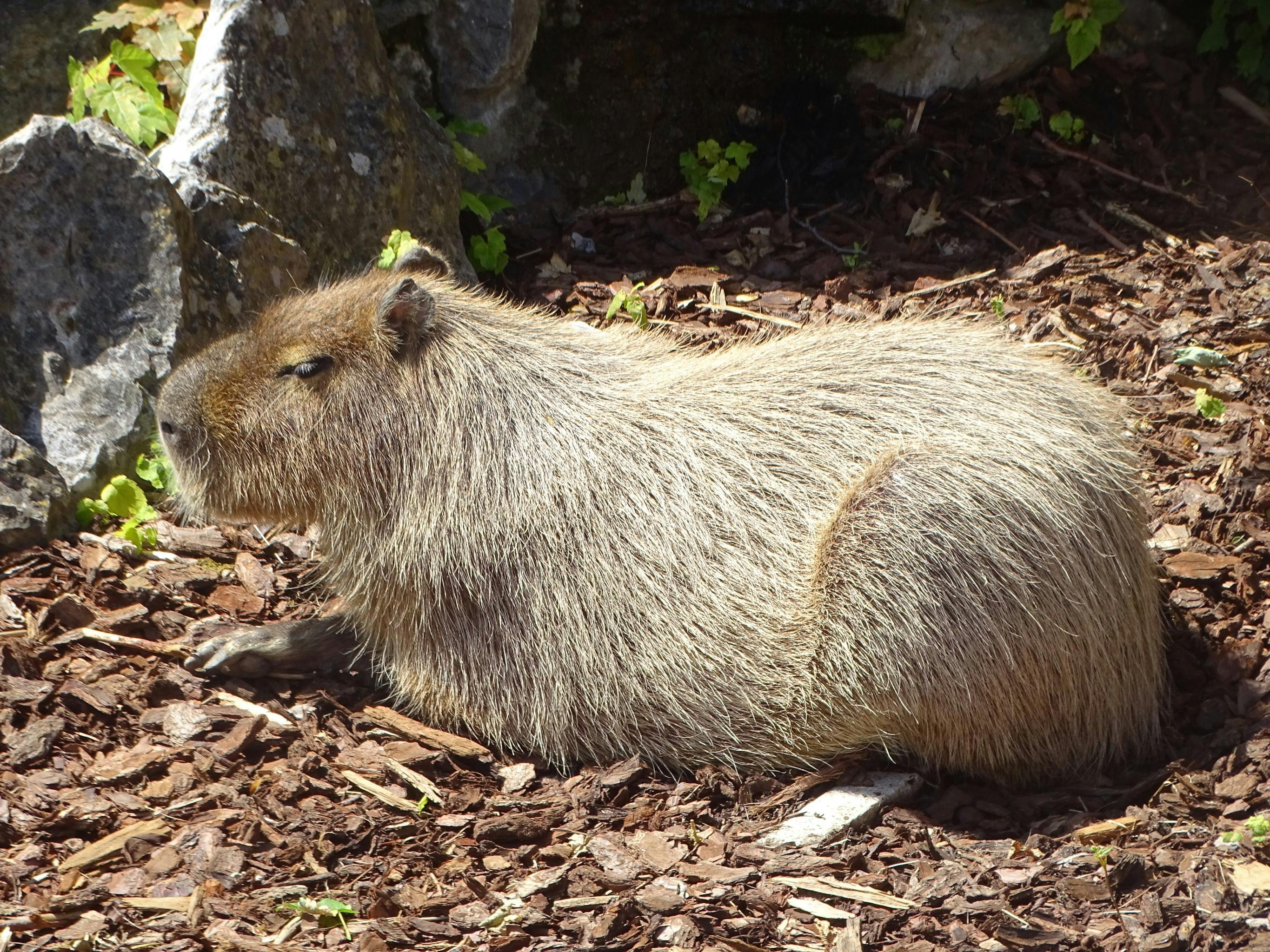 Capybara Sunbathing on the Ground in a Zoo