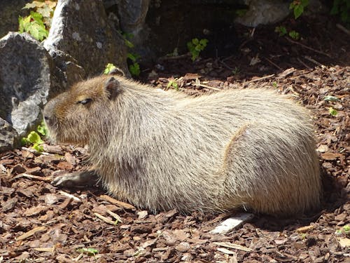 Ảnh lưu trữ miễn phí về capybara, chụp ảnh động vật, đất