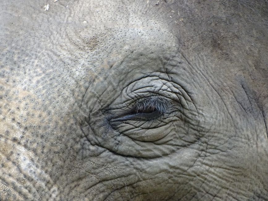 Elephants’ Perception of Time and Memory Calls for a New Approach to Conservation