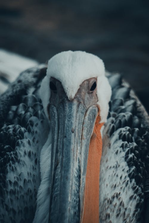 Closeup of a Pelican
