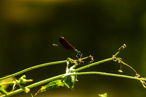 Free stock photo of doğa, doğal, dragonfly