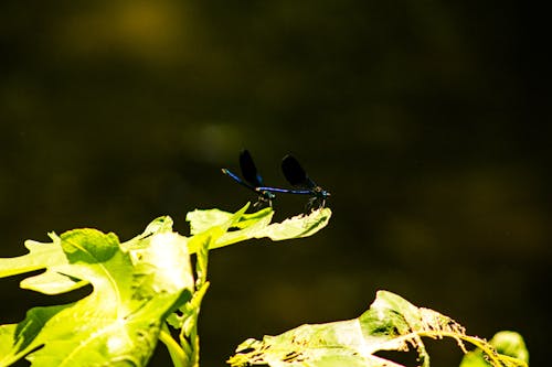 Free stock photo of doğa, doğal, dragonfly