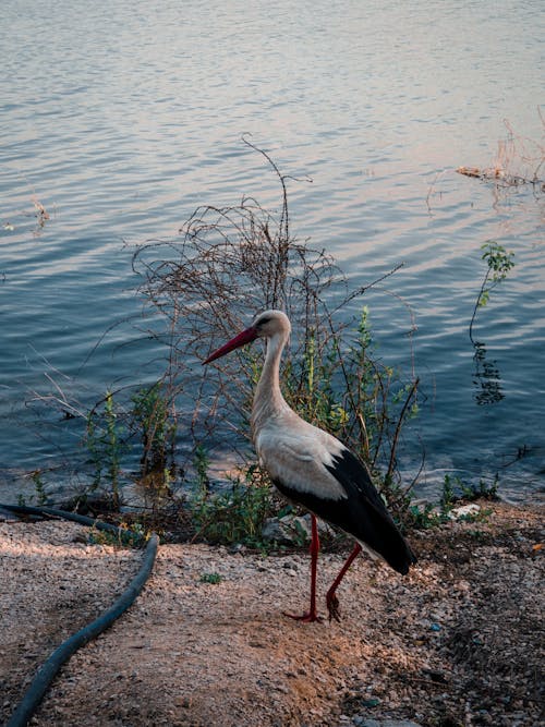 Stork on Lakeshore
