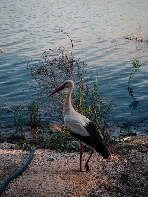 Stork Perching by a Pond