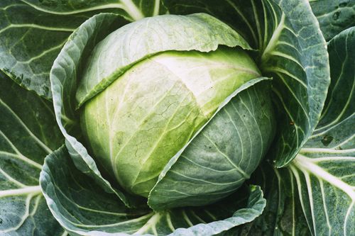 Free Detailed close-up photo of fresh organic cabbage in vibrant green hues. Stock Photo
