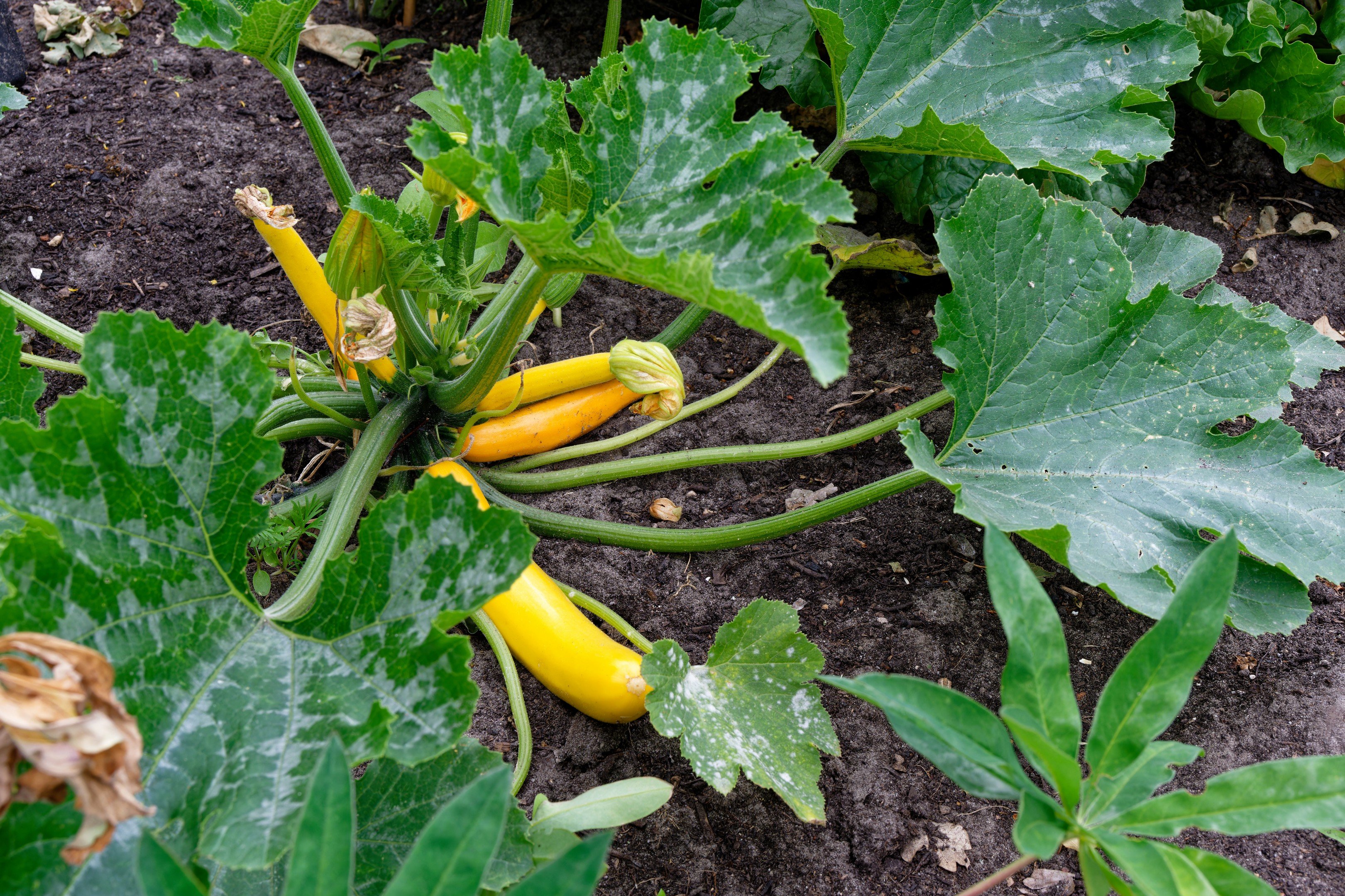 6 Vegetable Gardening Mistakes Beginners Make — And What To Do Instead — Photo by Gu Bra on Pexels