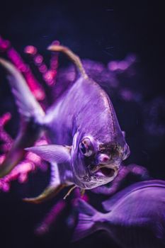 Close-up of a fish with purple tones in an underwater setting, vibrant colors.