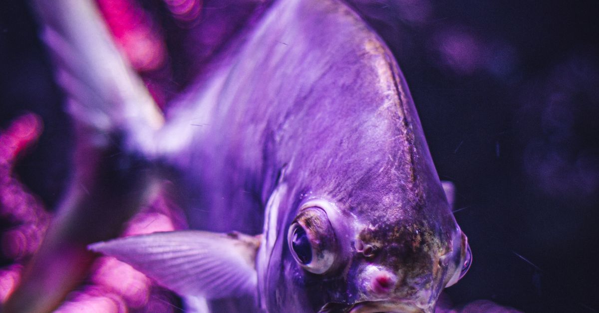 Cropped Image Fish Fish in Sea · Free Stock Photo
