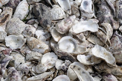 Close-up of Seashells