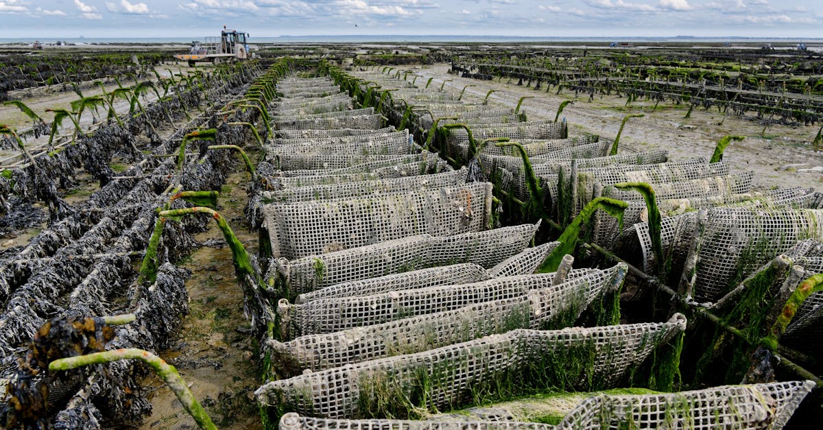 全台唯一「海牛採蚵」文化資產 芳苑國際海牛文化節熱鬧登場(有影片)