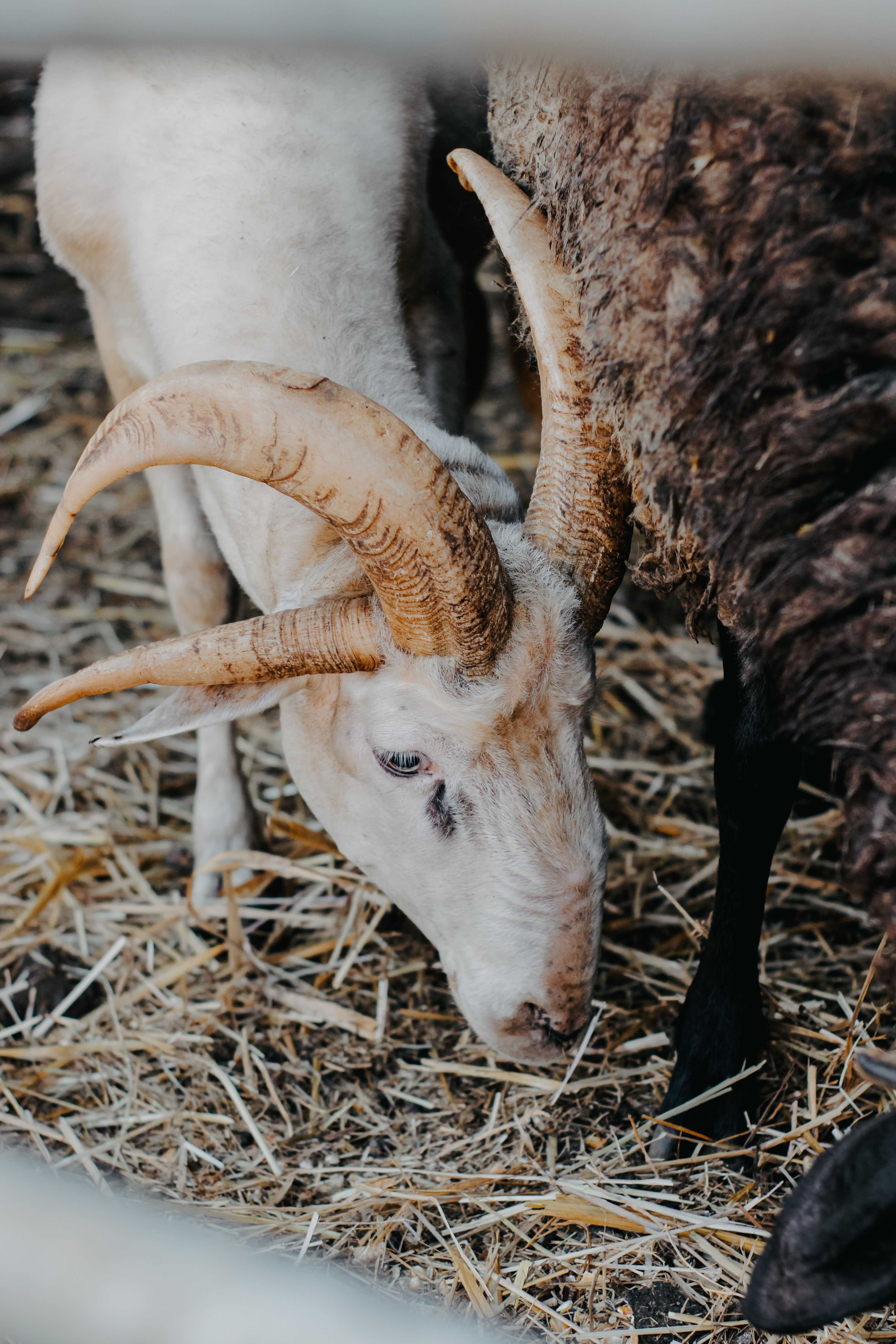A white goat with large horns in a farm enclosure, surrounded by hay and other livestock.
