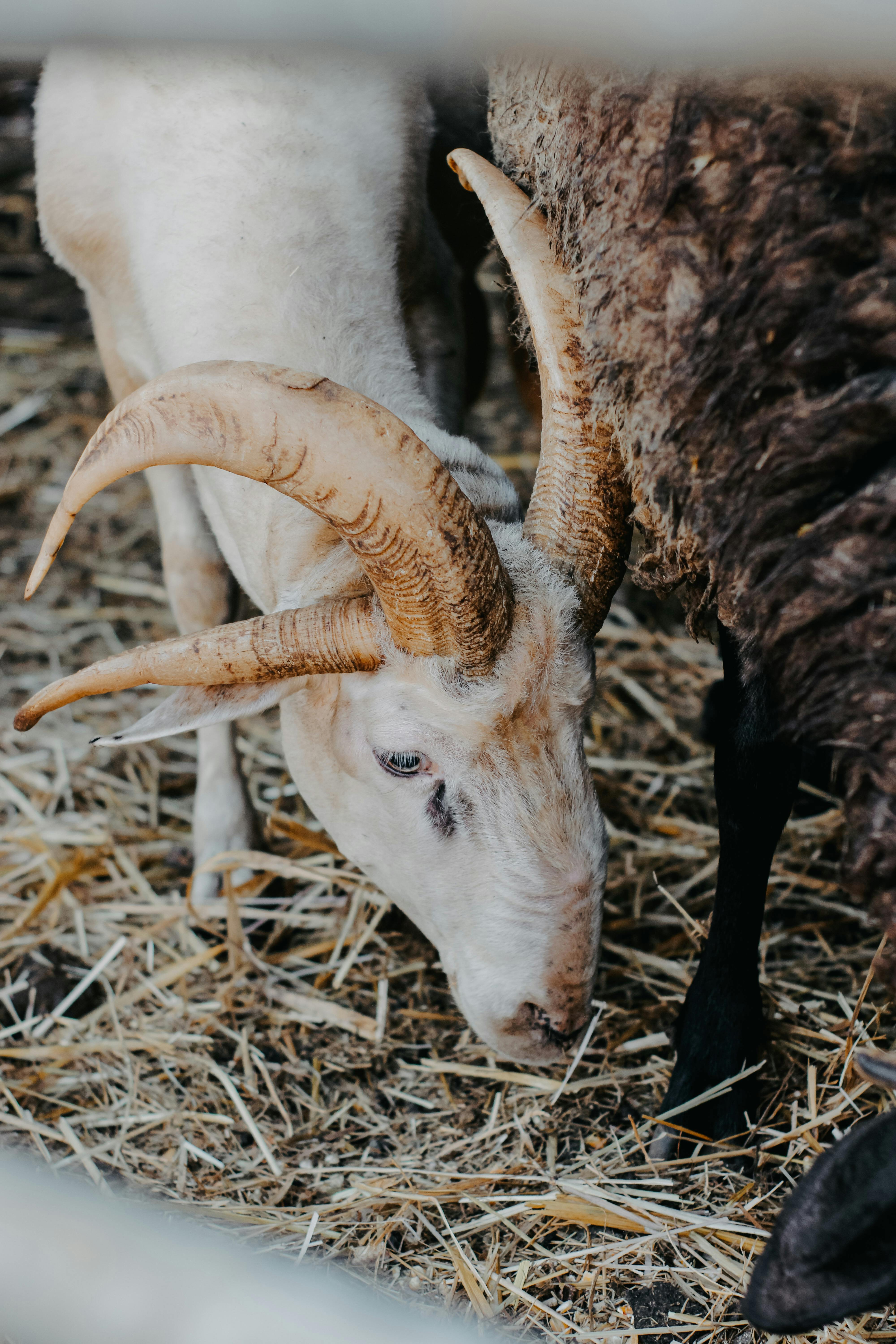 Gratuit Photos gratuites de à quatre pattes, agriculture, alimenter Photos