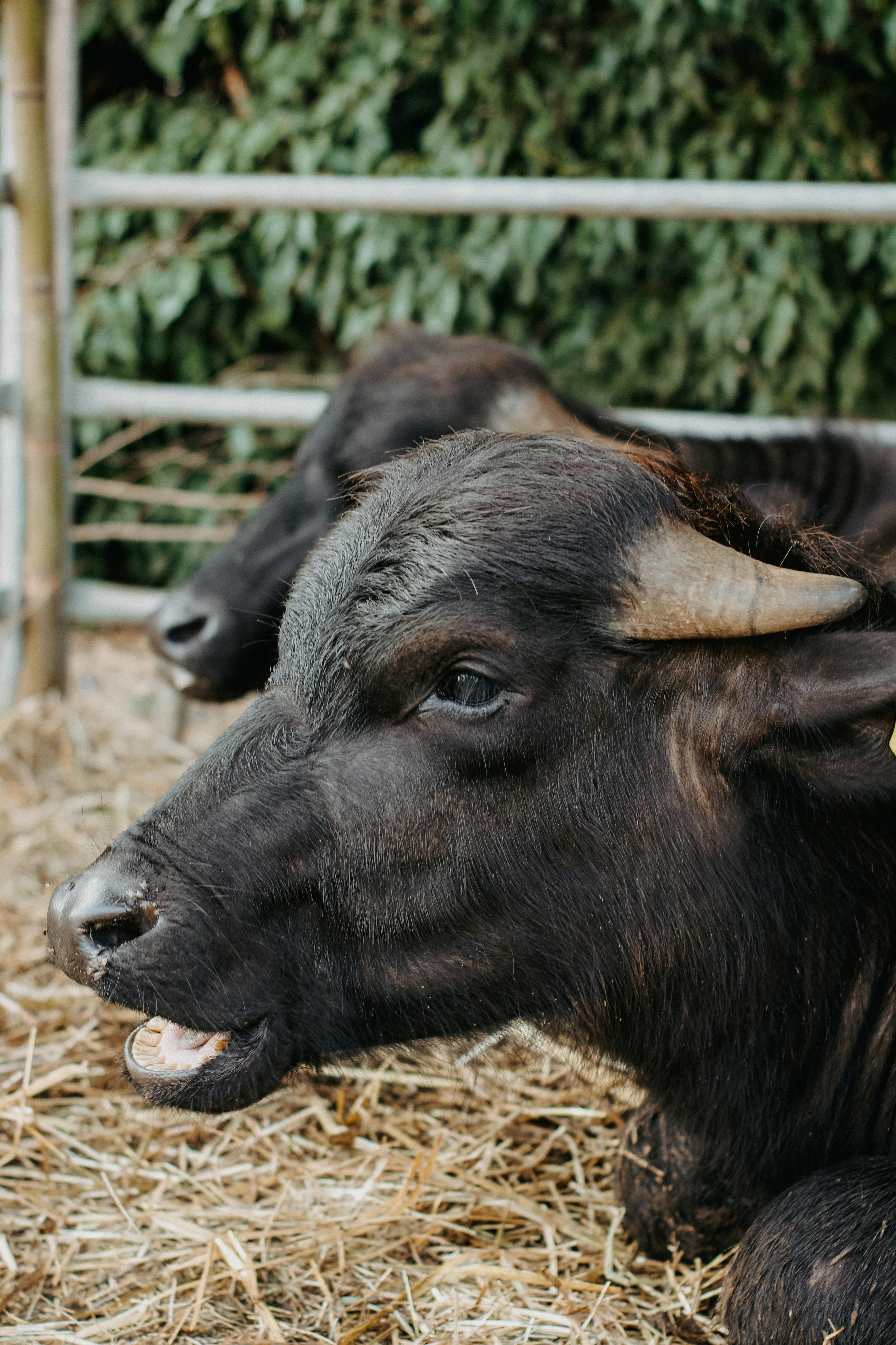 grátis Foto profissional grátis de @exterior, agrícola, agricultura Foto profissional