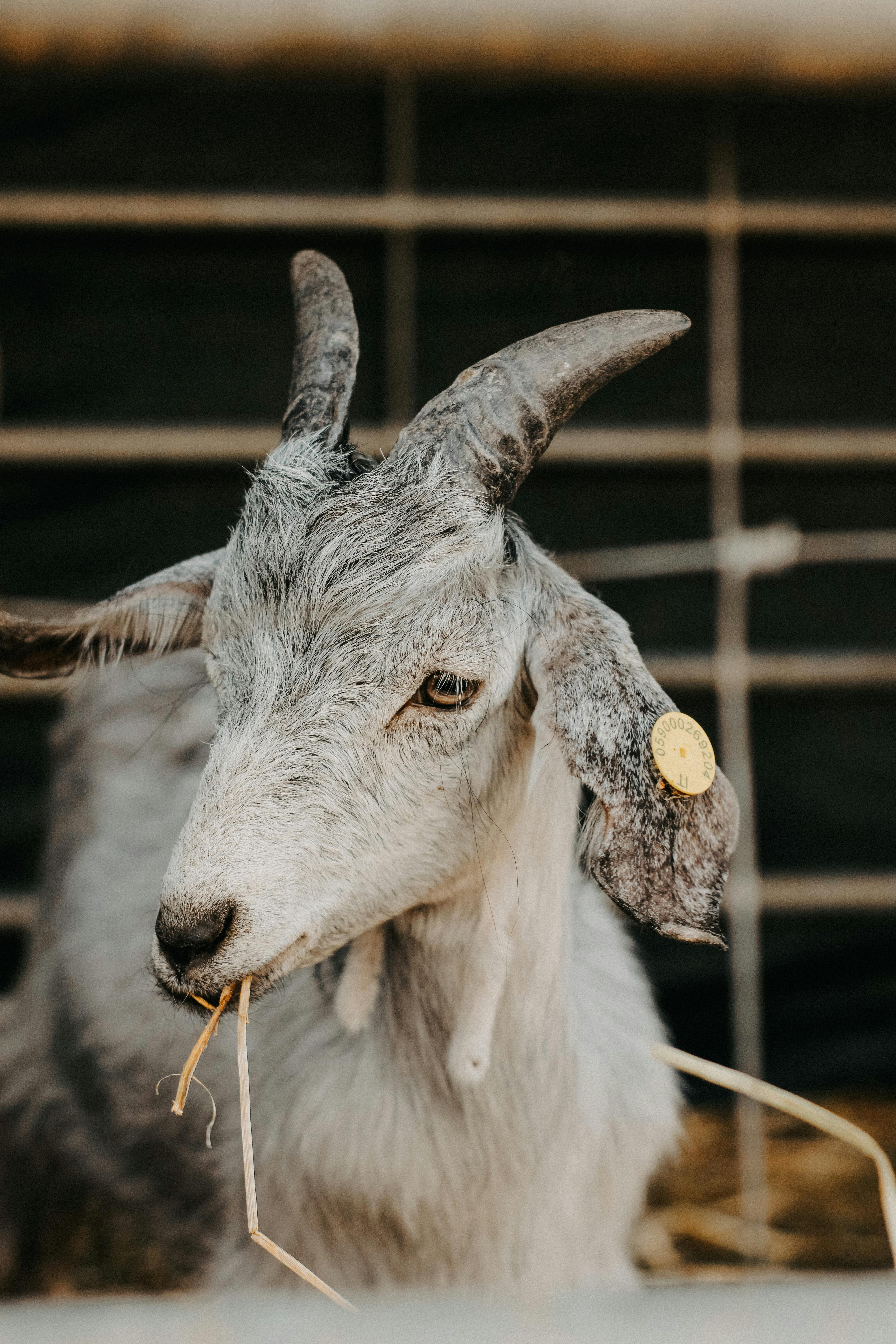A young white goat chewing hay inside a fenced enclosure.
