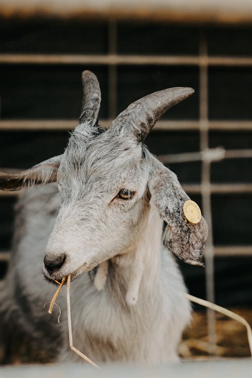 Foto profissional grátis de cabra branca, chifres, criação de gado