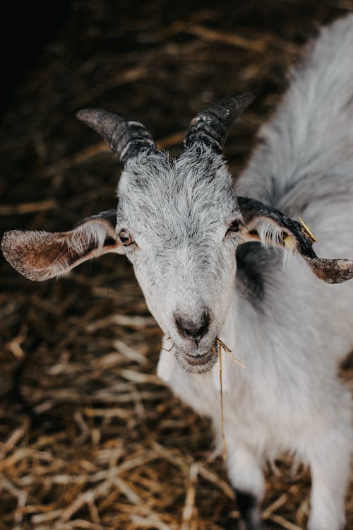 Fotobanka s bezplatnými fotkami na tému biela, hlava, hospodárske zviera