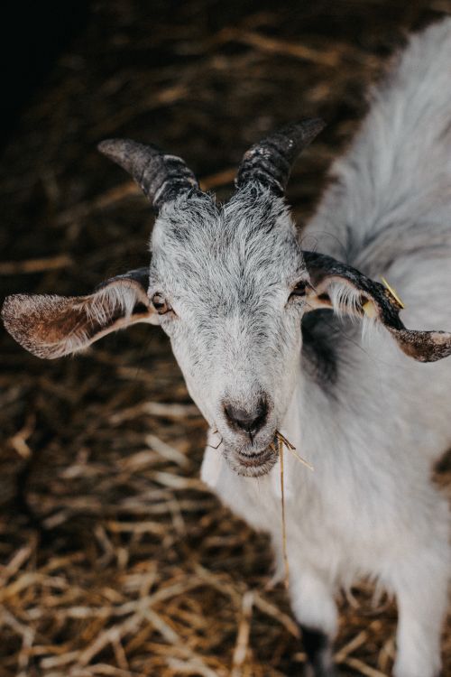 Free Close-up of a white goat with horns standing on straw bedding outdoors. Stock Photo