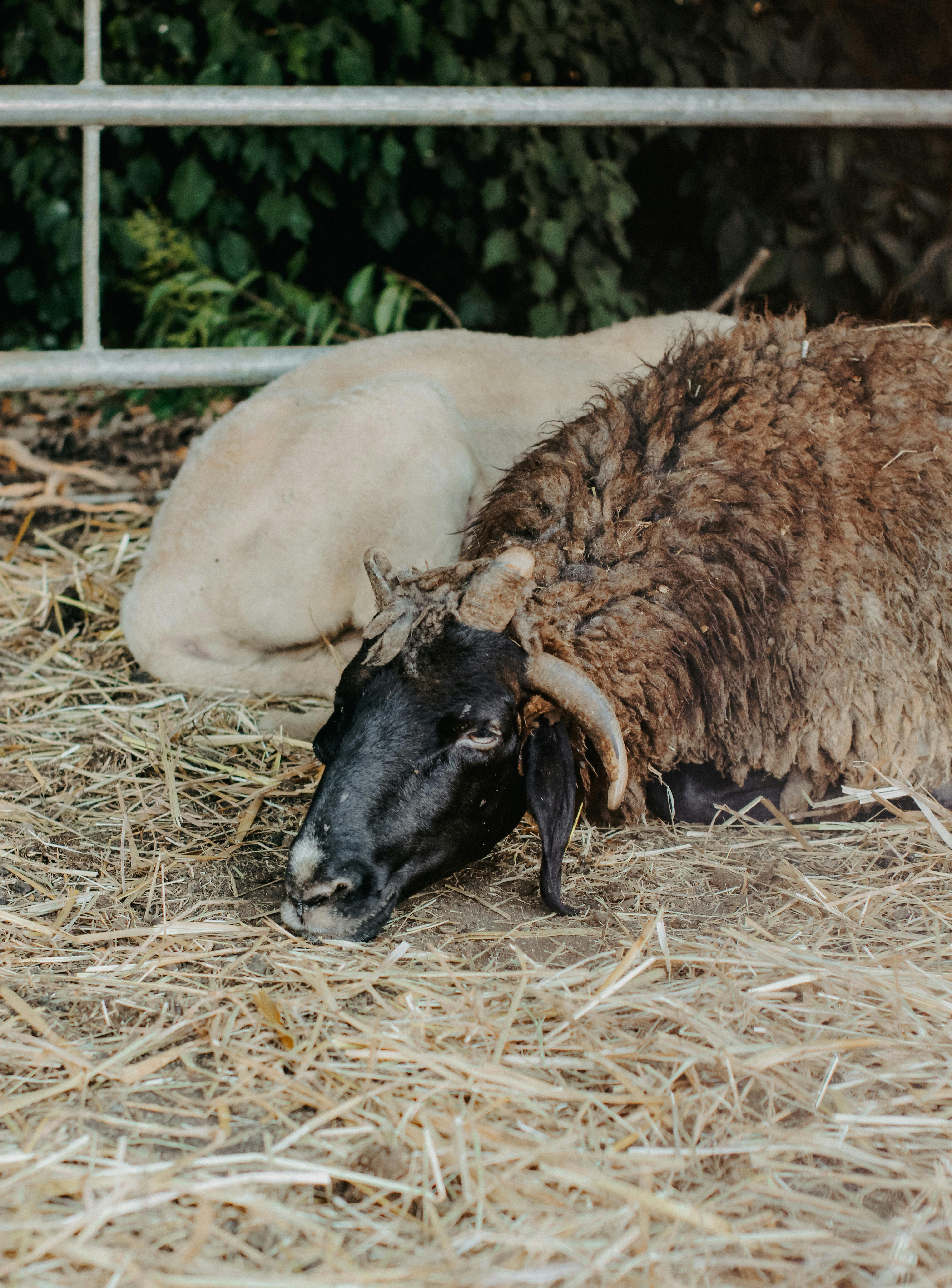 grátis Foto profissional grátis de agricultura, animais da fazenda, animal Foto profissional
