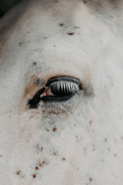 Detailed close-up of a white horse's eye showing long eyelashes and unique markings.