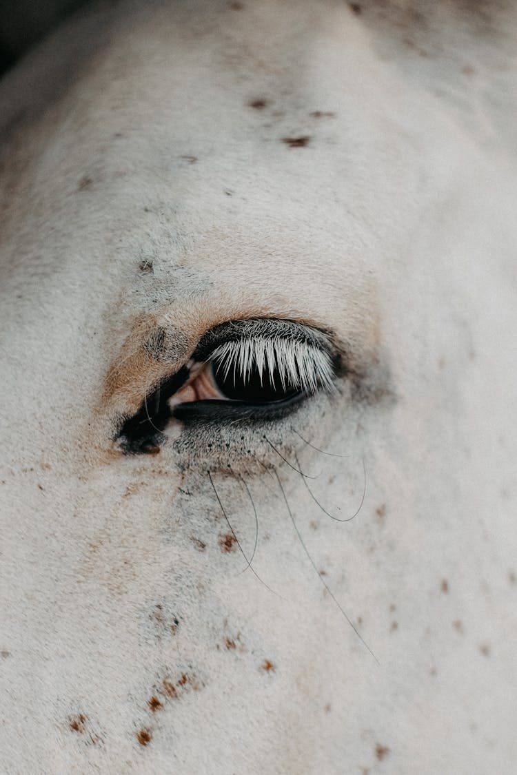 Close Up Of White Horse Eye