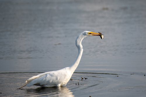 White Heron in a Lake 