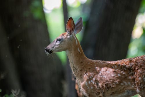 Fotos de stock gratuitas de animal, arboles, bosque