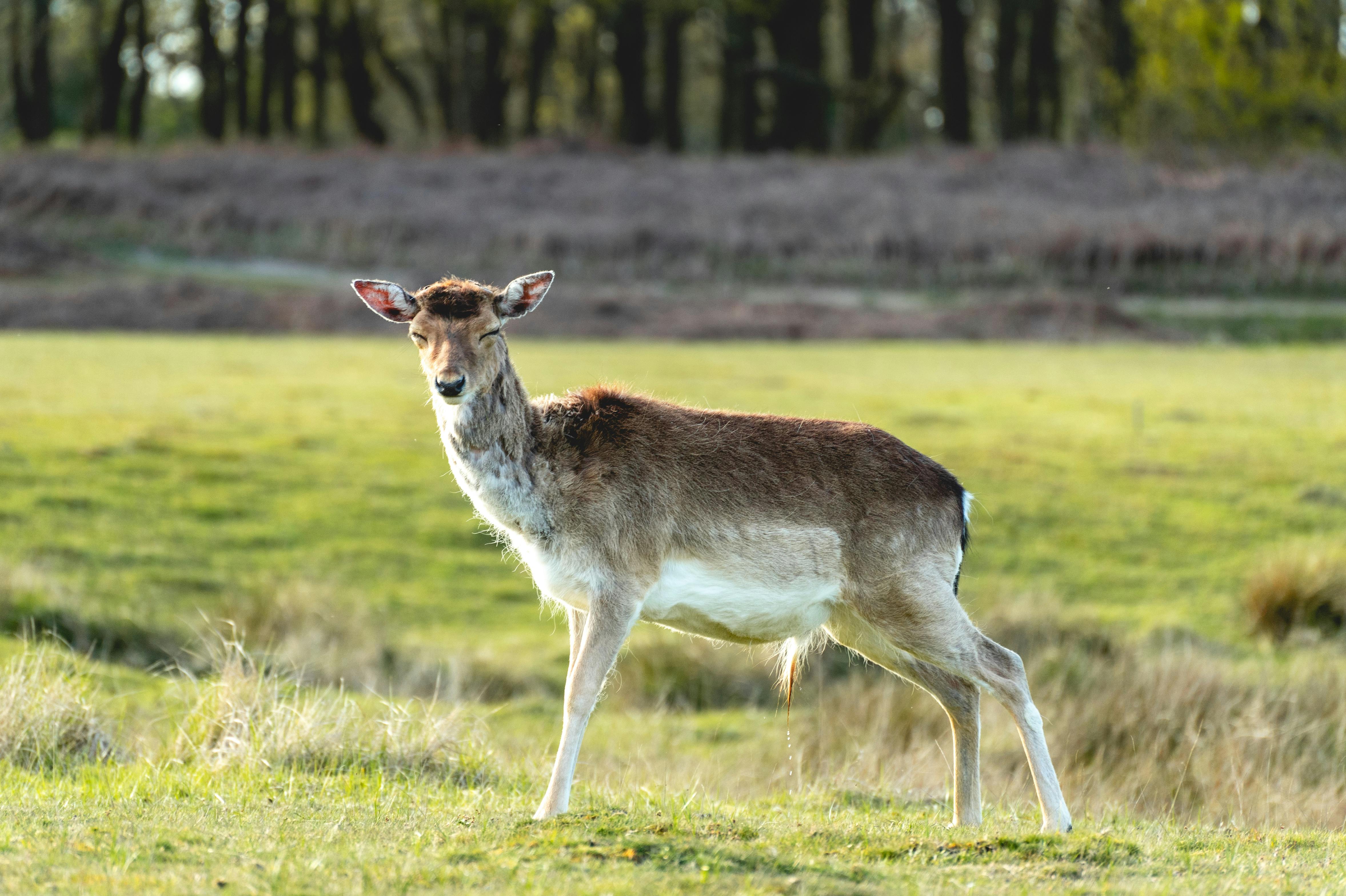 fallow deer in the national park amsterdamse waterleidingduinen the netherlands