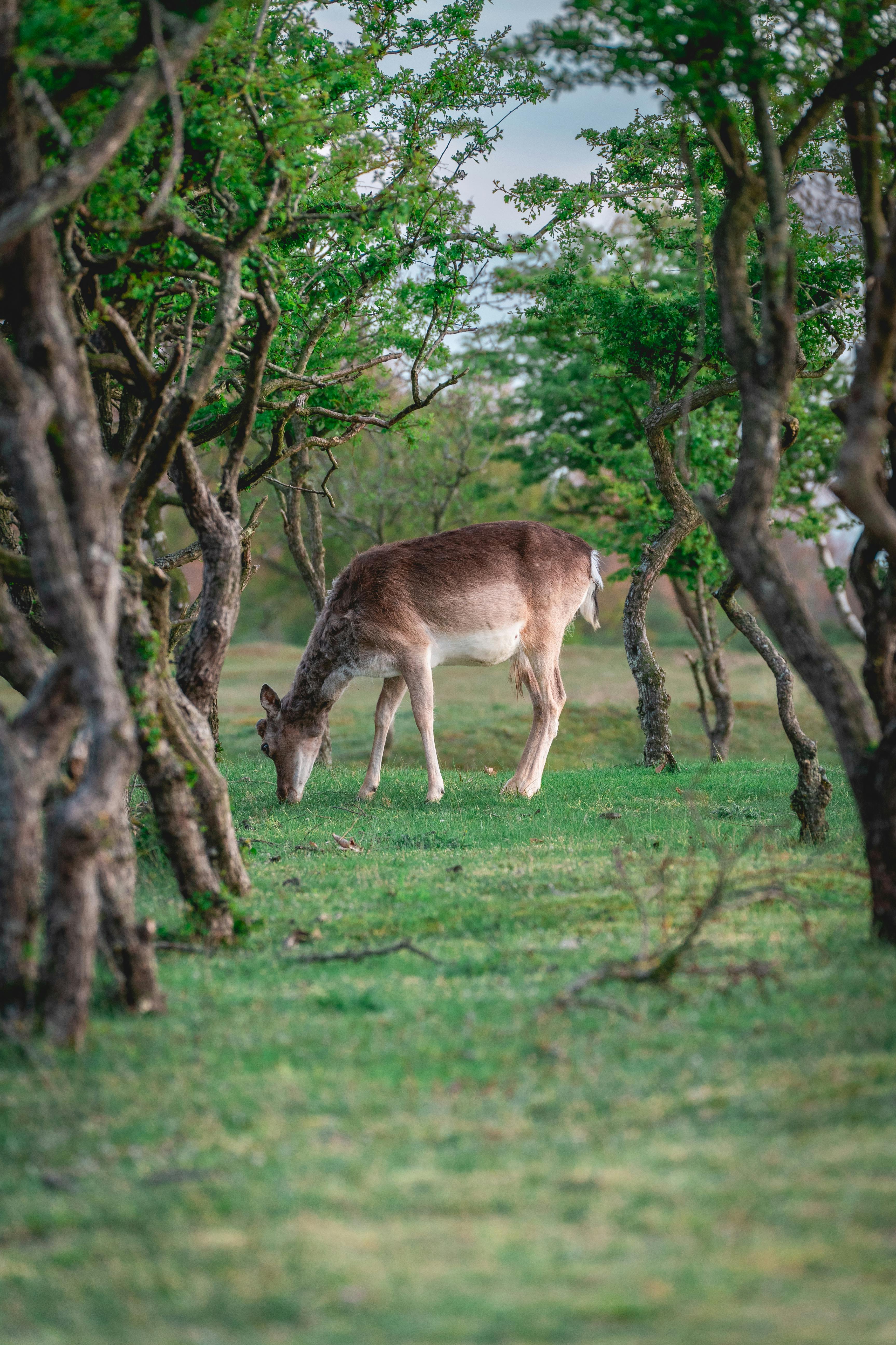 fallow deer in the national park amsterdamse waterleidingduinen the netherlands