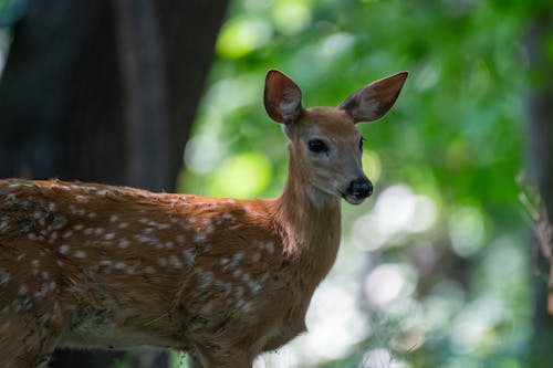 Fotos de stock gratuitas de animal, arboles, bosque