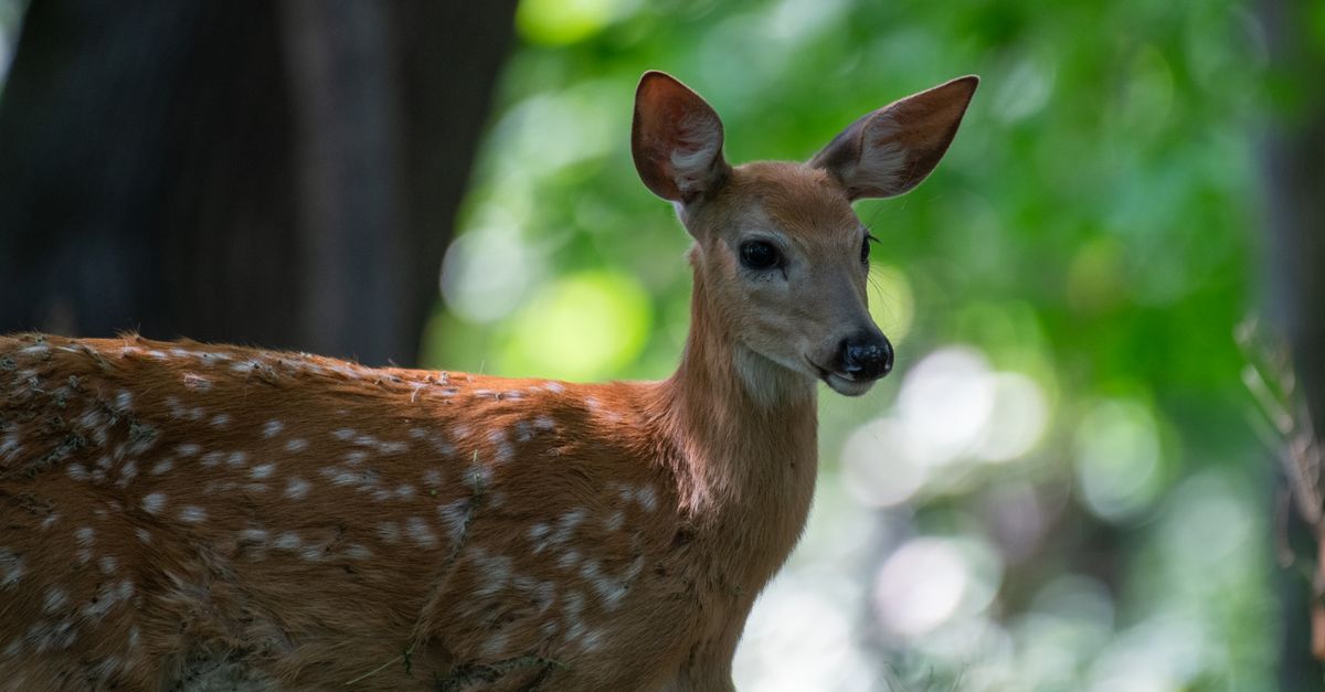 Dear In Forest Deer in a Forest · Free Stock Photo