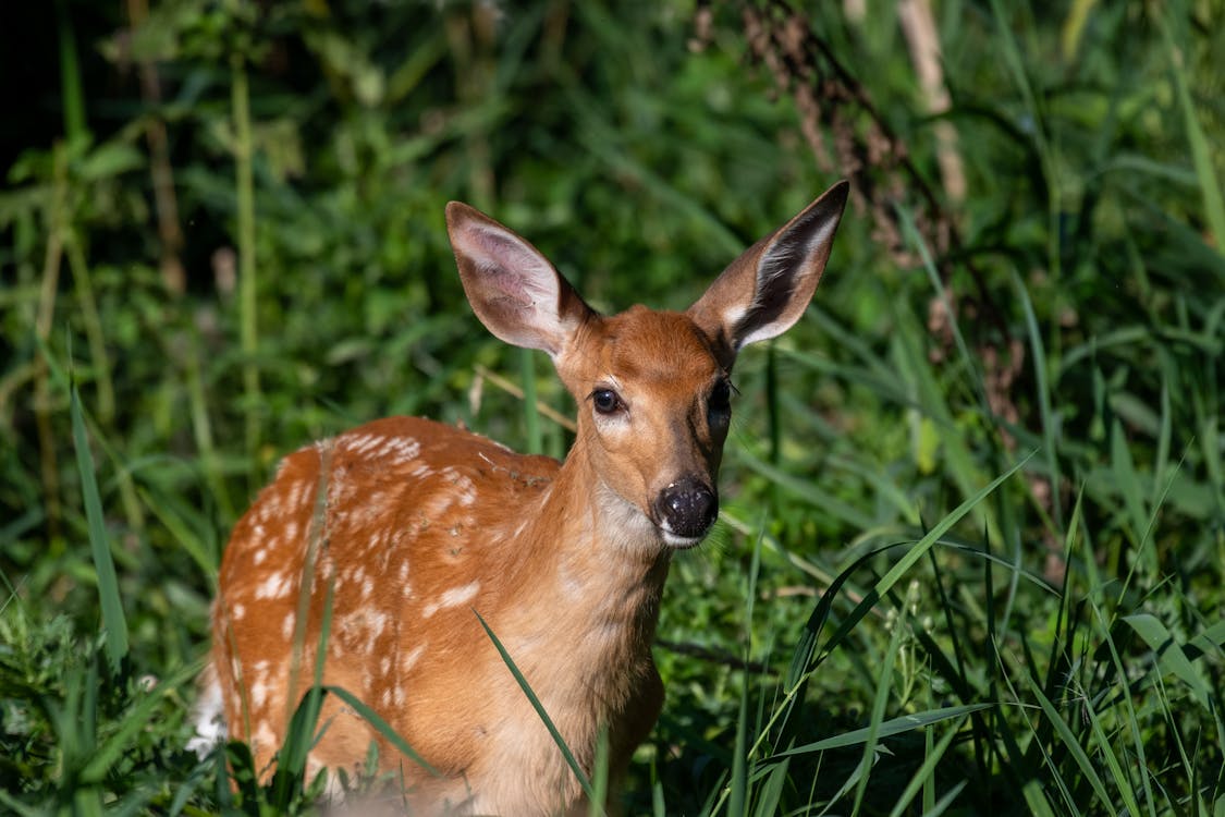 A fawn is standing in tall grass · Free Stock Photo