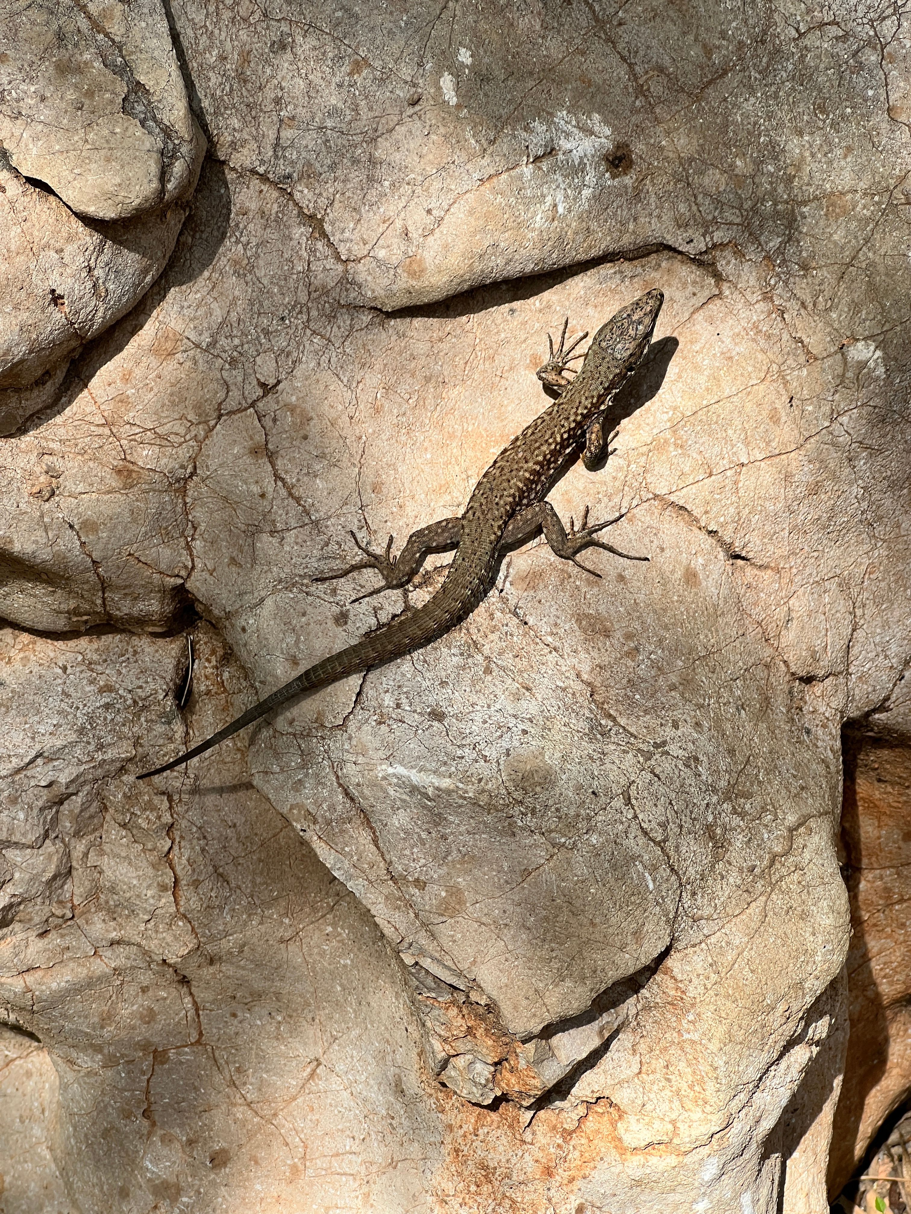 Lizard basking on sunlit rock, showcasing detailed reptilian texture in natural setting.