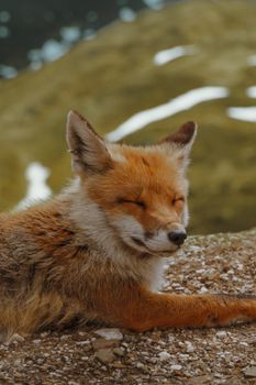 fox photo