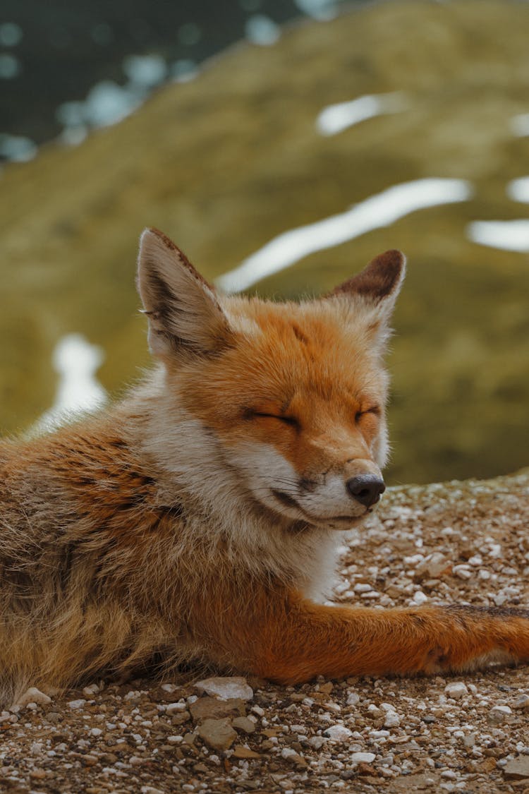 Red Fox Sleeping On The Ground