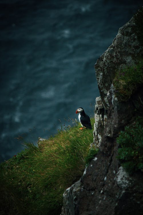 Atlantic Puffin on Cliff