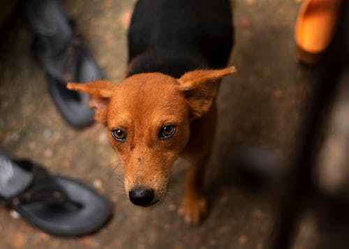 Imagine de stoc gratuită din adorabil, animal de casă, câine brun