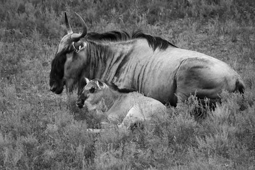 Free stock photo of black and white, blue wildebeest, blue wildebeests