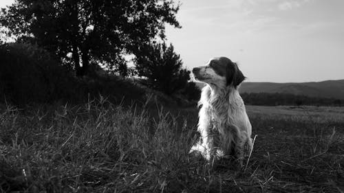 Fotos de stock gratuitas de amantes de los animales, amantes de los perros, animales