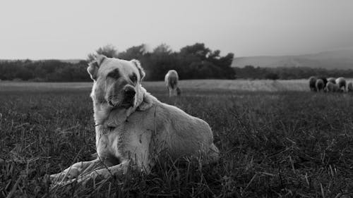 Fotos de stock gratuitas de amantes de los animales, amantes de los perros, animales